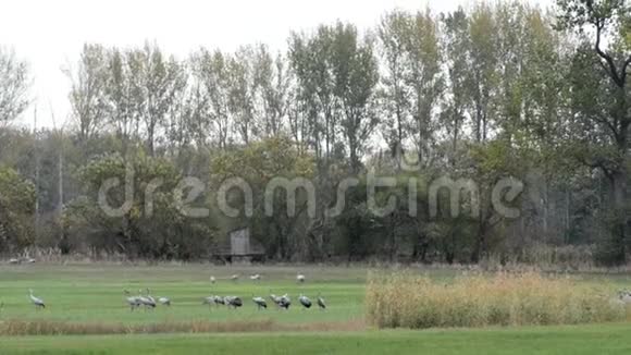在德国勃兰登堡的莱茵卢赫地区一群鹤鸟在牧场上觅食和飞行视频的预览图