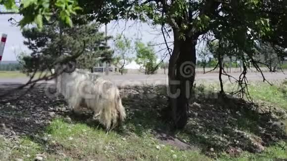 大的纯种山羊有巨大的角从树上咀嚼树叶得到两英尺离格鲁吉亚第比利斯不远视频的预览图