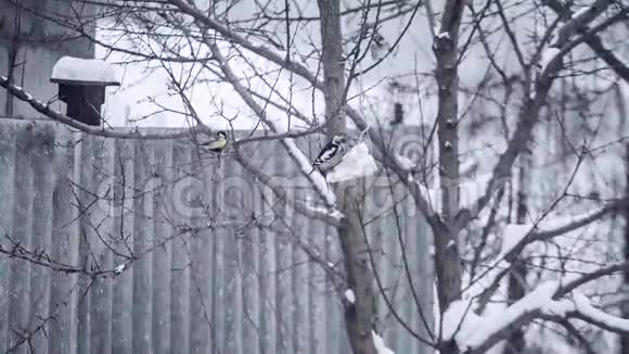 啄木鸟在树上吃食物山雀和麻雀视频的预览图
