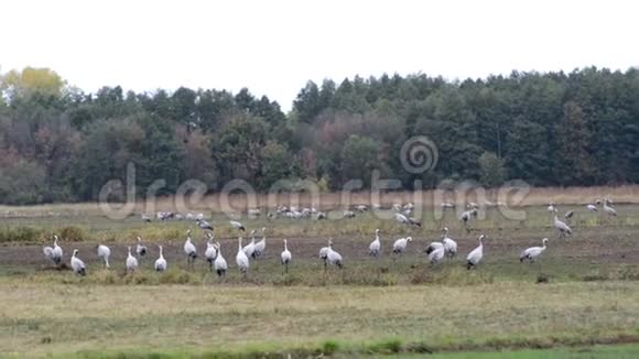 在德国勃兰登堡的莱茵卢赫地区一群鹤鸟在牧场上觅食和飞行视频的预览图