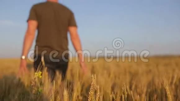 年轻人沿着一块黑麦地走视频的预览图