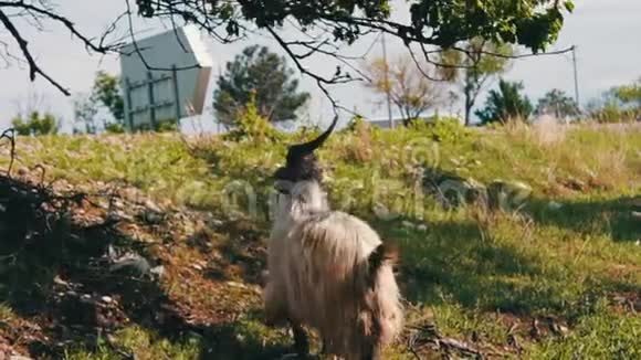 大的纯种山羊有巨大的角从树上咀嚼树叶得到两英尺离格鲁吉亚第比利斯不远视频的预览图