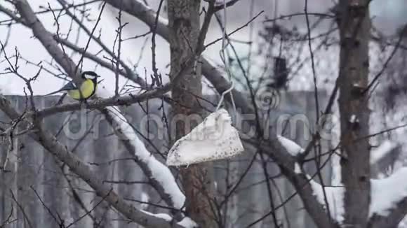 在靠近食物的树枝上坐着一只山雀视频的预览图