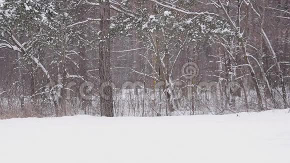 在冬天的森林里母亲把孩子们拉在雪橇上慢动作视频的预览图