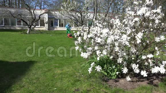 园丁用割草机在春天开花时修剪草坪4K视频的预览图