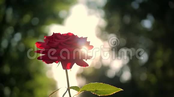 花园里盛开的红玫瑰阳光灿烂视频的预览图