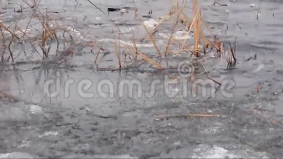 河上的芦苇和冰波浪很小视频的预览图