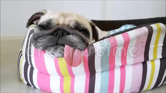 可爱有趣的小狗狗趴在床上下巴朝下舌头伸出来视频的预览图