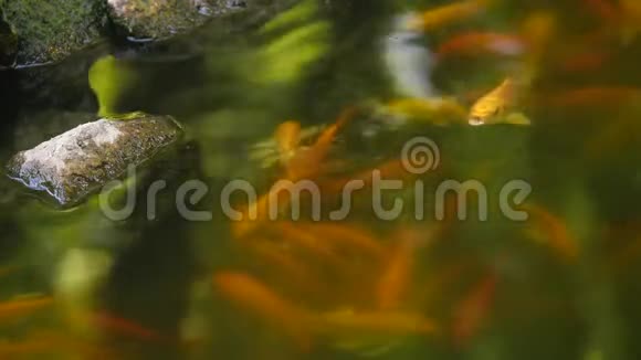 日本池塘里的浮鱼跳出水面和石头视频的预览图