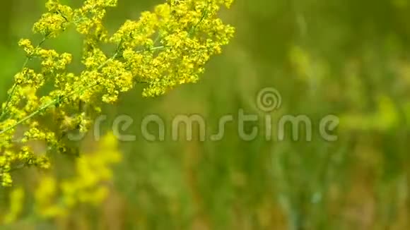 黄色盛开的野花视频的预览图