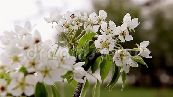 春花背景绿叶与白花的抽象花境果树开花特写视频的预览图