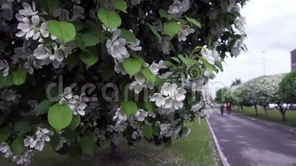 公园小径上盛开的白色花木库存录像公园绿树精心修剪的美丽春暖花开视频的预览图