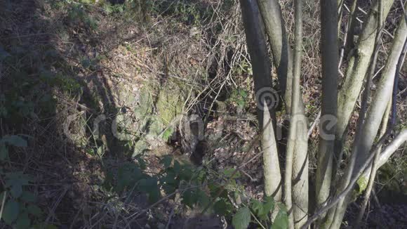 伦敦附近的英国乡村早春山榉木复制空间背景勒尔带着声音视频的预览图