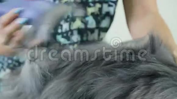 给宠物梳洗一只黄眼睛的英国长毛灰猫视频的预览图