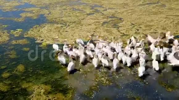 多瑙河三角洲盐湖上一大群白色视频的预览图