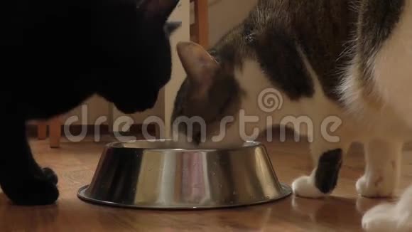两只猫在碗里吃东西视频的预览图