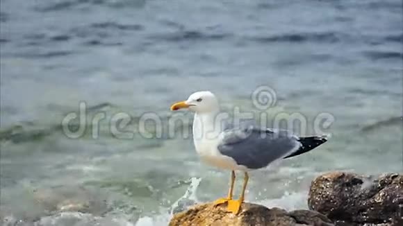 有海维冲浪背景的海鸥视频的预览图