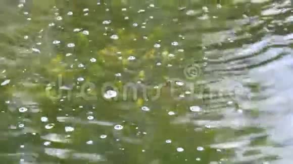 黑色和黄色的幼鱼漂浮在水面上视频的预览图