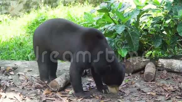 马来亚太阳熊印度尼西亚巴厘视频的预览图