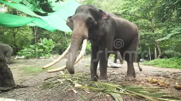 大型大象与獠牙股票视频视频的预览图