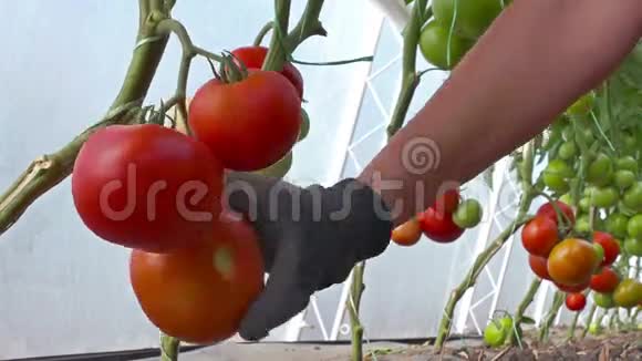有组织生长的西红柿视频的预览图