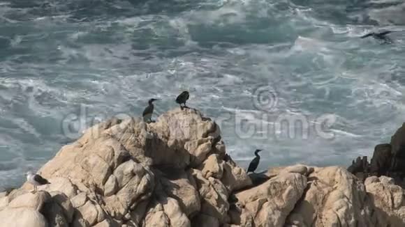 美国加利福尼亚州西海岸岩石处的视频的预览图