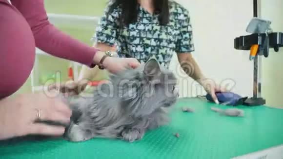 剪毛时毛茸茸的猫从他情妇的手中逃脱视频的预览图