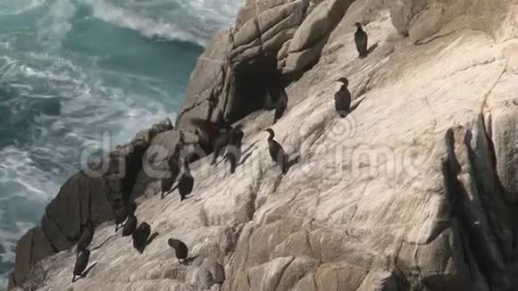 美国加利福尼亚州西海岸岩石上的视频的预览图