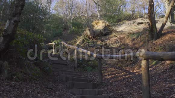 伦敦附近的英国乡村早春山榉木复制空间背景木制楼梯树观视频的预览图