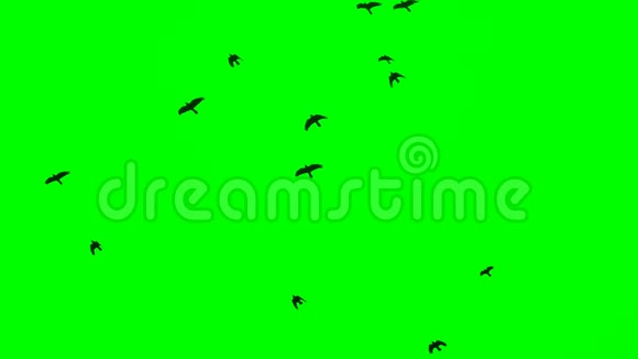 黑色乌鸦飞过头顶Chroma关键镜头绿色屏幕背景视频的预览图