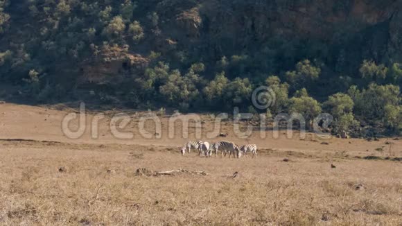野生非洲斑马在保护区的旱季在草地上放牧视频的预览图
