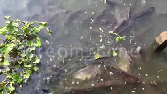 向池塘中的小鱼喂食动物食物视频的预览图