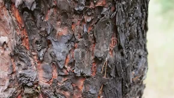 烧焦和烧焦的树干近距离观看森林里的大火毁坏了一棵松树视频的预览图