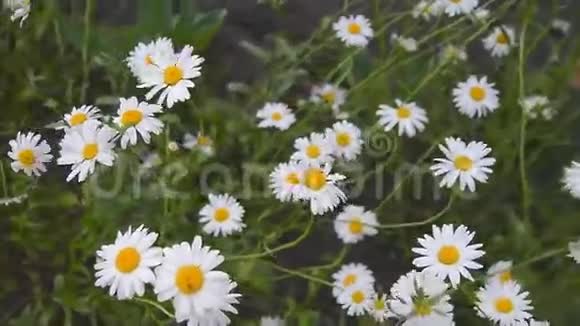 在花坛里生长的雏菊视频的预览图