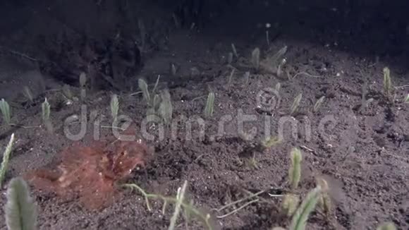 扎鲁海沙上的莱西蝎子鱼视频的预览图