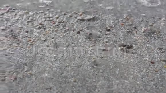 海滩上的沙蟹视频的预览图