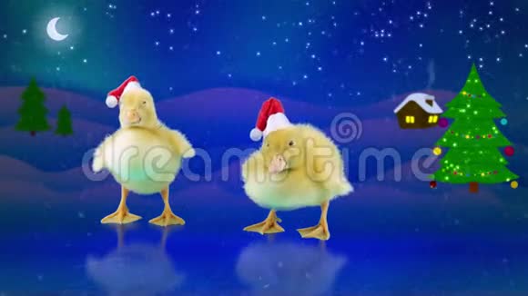 新年假期可爱有趣的圣诞帽小鸭子视频的预览图