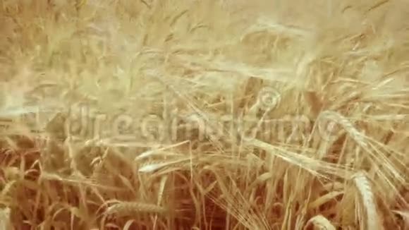 成熟的麦秆视频的预览图