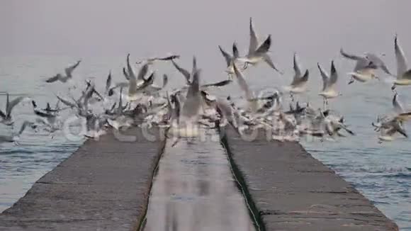 海鸥在混凝土码头上翱翔视频的预览图