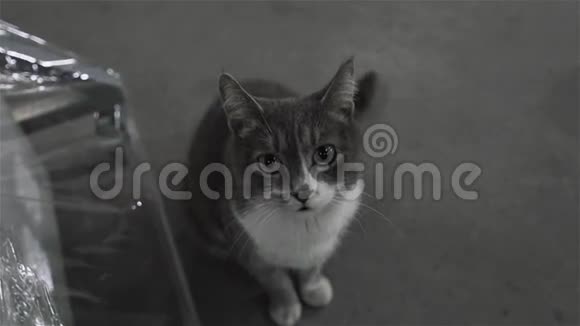肮脏的街头猫坐在工厂里关门视频的预览图