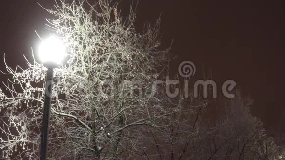 冬夜暴雪中的灯和树视频的预览图