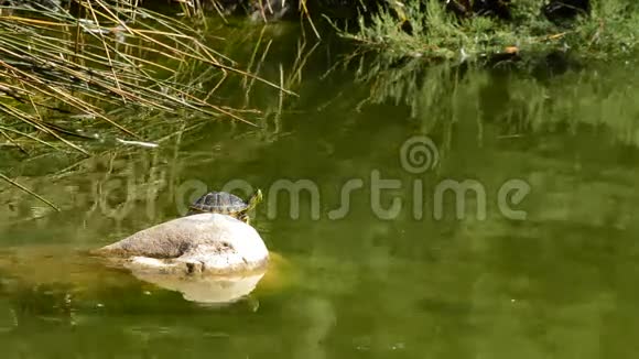 海龟在岩石湖上日光浴视频的预览图