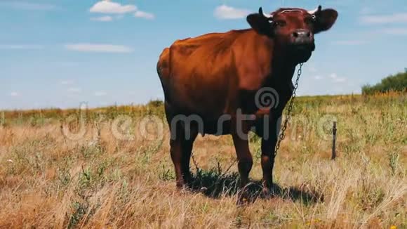 红牛在草地上放牧吃着绿油油的草视频的预览图
