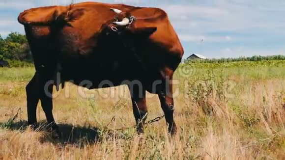 红牛在草地上放牧吃着绿油油的草视频的预览图