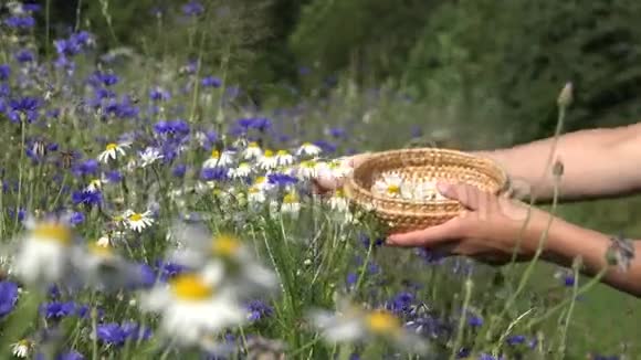 女性草药师手在田里的矢车菊之间采摘雏菊4K视频的预览图
