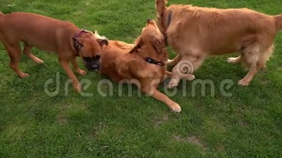 宠物动物狗在公园草地上玩耍视频的预览图