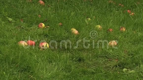 草里的苹果景观视频的预览图