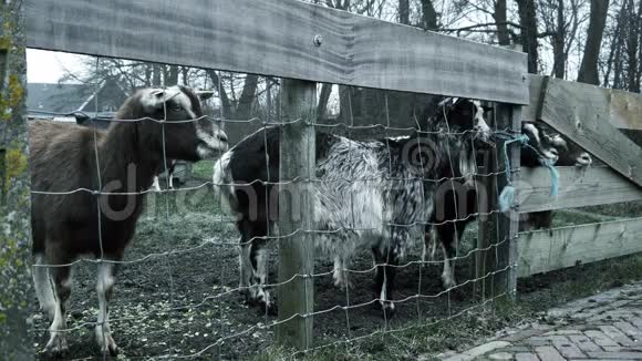荷兰旅游小镇的山羊Marken荷兰视频的预览图