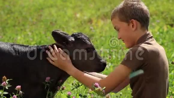 一个小男孩在草地上抚摸一只小牛视频的预览图