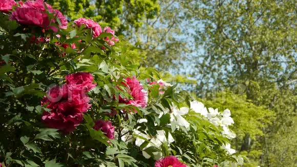 公园里的粉红色和白色牡丹法国巴黎视频的预览图